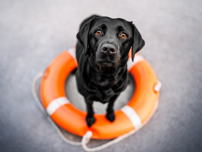Foto von Kanzlei-Hündin Summer, schwarzer Labrador stehend auf einem Rettungsring